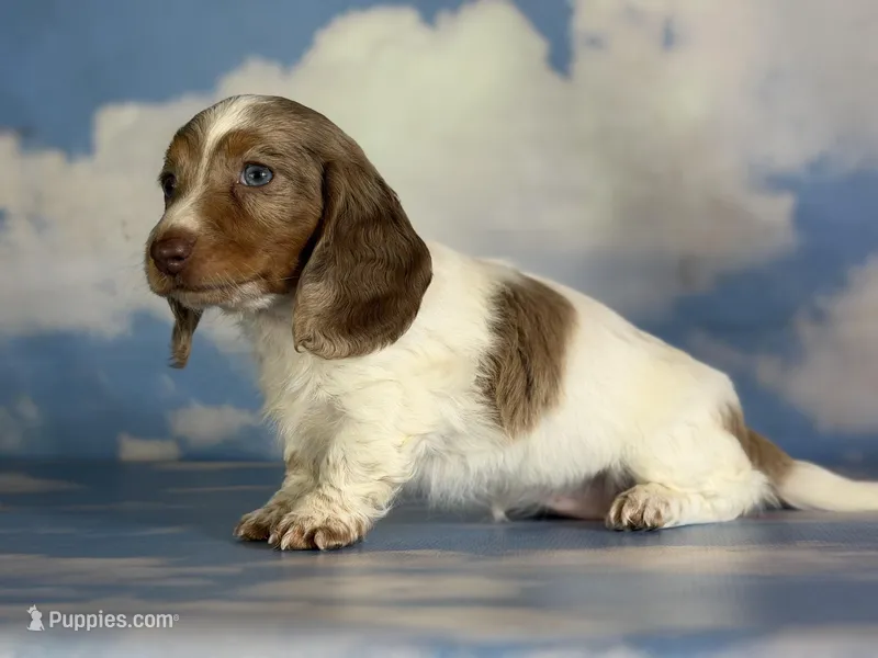 Plum Dappled pied LH ICA Chic Parents – Miniature Dachshund puppy for sale in Canton, OH