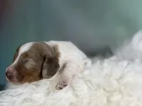 Plum Dappled pied LH ICA Chic Parents, a female Miniature Dachshund for sale in Canton, OH – Photo 2 of 9