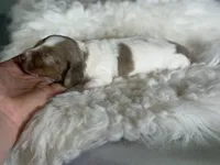 Plum Dappled pied LH ICA Chic Parents, a female Miniature Dachshund for sale in Canton, OH – Photo 3 of 9