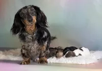 Plum Dappled pied LH ICA Chic Parents, a female Miniature Dachshund for sale in Canton, OH – Photo 8 of 9