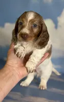 Plum Dappled pied LH ICA Chic Parents, a female Miniature Dachshund for sale in Canton, OH – 10 of 10