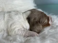 Plum Dappled pied LH ICA Chic Parents, a female Miniature Dachshund for sale in Canton, OH – Photo 6 of 9