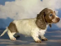 Plum Dappled pied LH ICA Chic Parents, a female Miniature Dachshund for sale in Canton, OH – 8 of 10