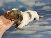 Plum Dappled pied LH ICA Chic Parents, a female Miniature Dachshund for sale in Canton, OH – 9 of 10