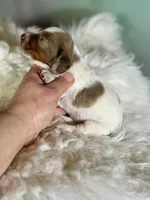 Plum Dappled pied LH ICA Chic Parents, a female Miniature Dachshund for sale in Canton, OH – Photo 4 of 9