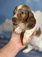 Plum Dappled pied LH ICA Chic Parents, a female Miniature Dachshund for sale in Canton, OH – 4 of 10