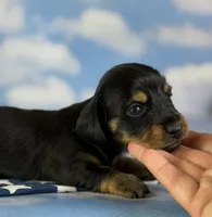 Akc panther LH DNA OFA, a male Miniature Dachshund for sale in Canton, OH – 4 of 8