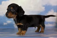 AKC LH DNA clear OFA Vince , a male Miniature Dachshund for sale in Canton, OH – Photo 8 of 10