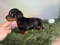 AKC LH DNA clear OFA Vince , a male Miniature Dachshund for sale in Canton, OH – Photo 7 of 7