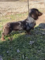 AKC LH DNA clear OFA Vince , a male Miniature Dachshund for sale in Canton, OH – Photo 9 of 10