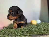 AKC LH DNA clear OFA Vince , a male Miniature Dachshund for sale in Canton, OH – Photo 2 of 7