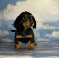 AKC LH DNA OFA Vince , a male Miniature Dachshund for sale in Canton, OH – 7 of 10