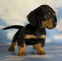 AKC LH DNA OFA Vince , a male Miniature Dachshund for sale in Canton, OH – 9 of 10