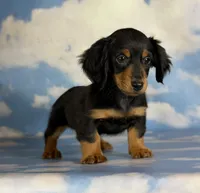 AKC LH DNA OFA Vince , a male Miniature Dachshund for sale in Canton, OH – 1 of 10