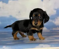 AKC LH DNA clear OFA Vince , a male Miniature Dachshund for sale in Canton, OH – Photo 10 of 10