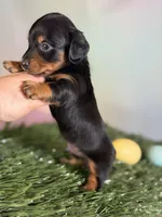 AKC LH DNA clear OFA Vince , a male Miniature Dachshund for sale in Canton, OH – Photo 6 of 7