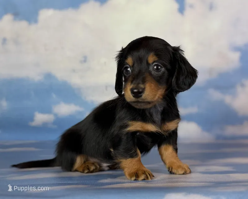 AKC LH DNA clear OFA Vince  – Miniature Dachshund puppy for sale in Canton, OH