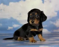 AKC LH DNA clear OFA Vince , a male Miniature Dachshund for sale in Canton, OH – Photo 1 of 10