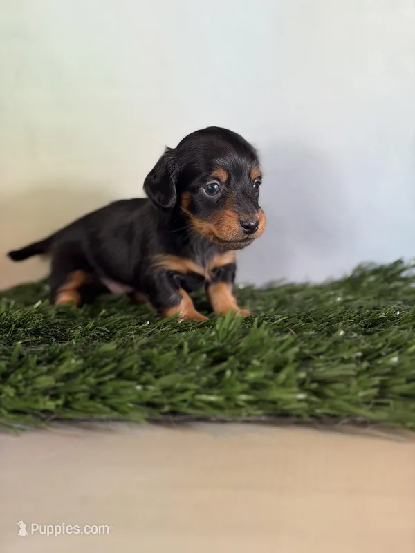 AKC LH DNA clear OFA Vince  – Miniature Dachshund puppy for sale in Canton, OH