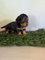 AKC LH DNA clear OFA Vince , a male Miniature Dachshund for sale in Canton, OH – Photo 1 of 7