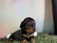 AKC LH DNA clear OFA Vince , a male Miniature Dachshund for sale in Canton, OH – Photo 3 of 7