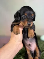 AKC LH DNA clear OFA Vince , a male Miniature Dachshund for sale in Canton, OH – Photo 4 of 7