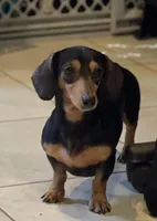 AKC LH DNA clear OFA Vince , a male Miniature Dachshund for sale in Canton, OH – Photo 5 of 10