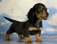 AKC LH DNA OFA Vince , a male Miniature Dachshund for sale in Canton, OH – 10 of 10