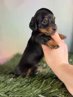AKC LH DNA clear OFA Vince , a male Miniature Dachshund for sale in Canton, OH – Photo 5 of 7