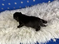 Akc Jet DNA OFA , a male Pekingese for sale in Canton, OH – 3 of 4