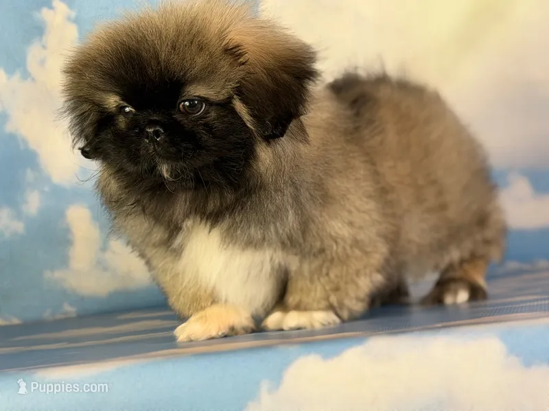 Akc pork chop DNA OFA GC sired – Pekingese puppy for sale in East Sparta, OH