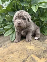 Simone DNA OFA , a female Newfoundland for sale in Canton, OH – 5 of 6