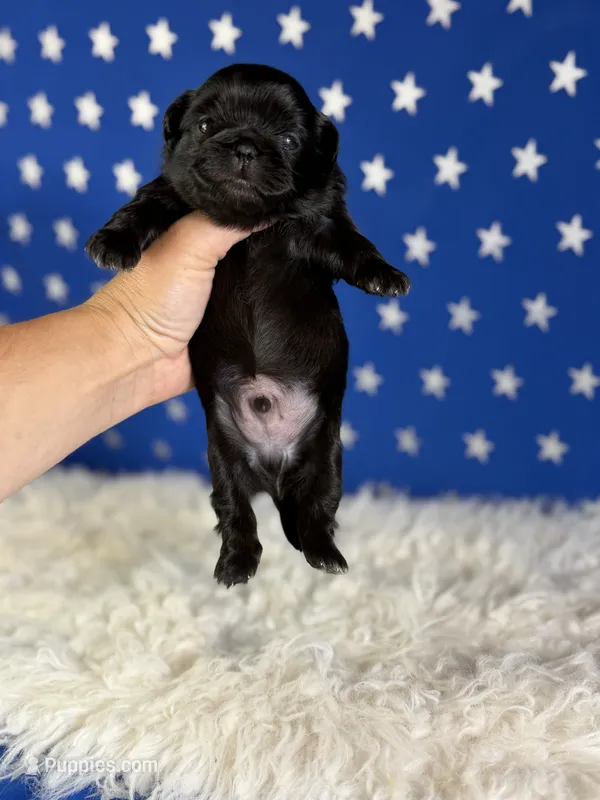 Akc Jet DNA OFA  – Pekingese puppy for sale in Canton, OH