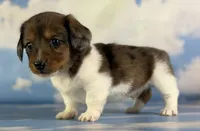 Akc Rogue LH PRA and Chic parents , a male Miniature Dachshund for sale in East Sparta, OH – 2 of 6