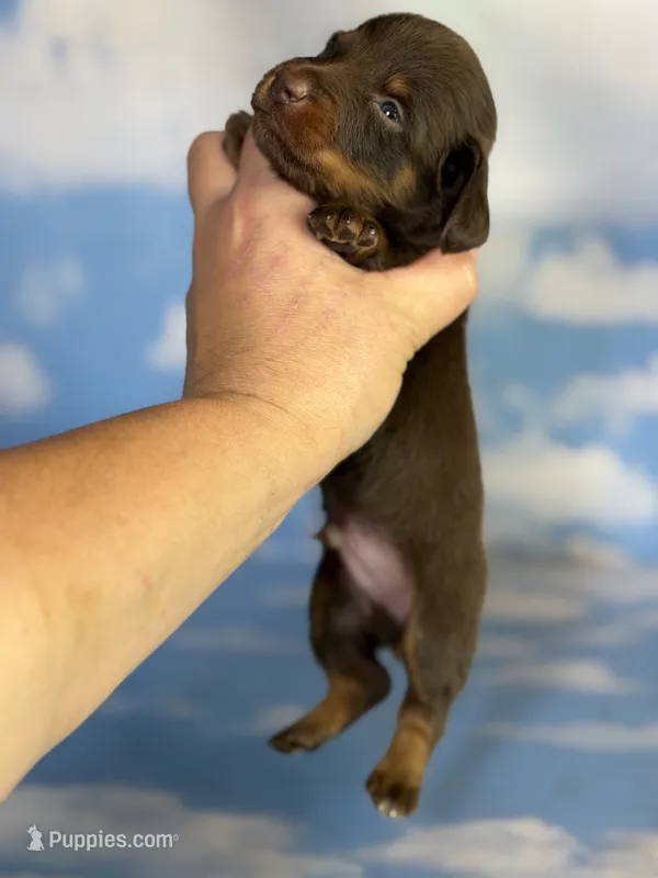 ACA Everest LH male PRA clear OFA Chic Parents  – Miniature Dachshund puppy for sale in Canton, OH