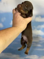 ACA Everest LH male PRA clear OFA Chic Parents , a male Miniature Dachshund for sale in Canton, OH – 1 of 9