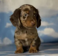 ACA Einstein LH PRA clear OFA Chic Parents, a male Miniature Dachshund for sale in Canton, OH – 7 of 10