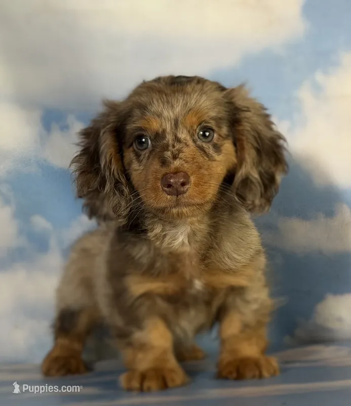 Akc Allie LH PRA clear  – Miniature Dachshund puppy for sale in Canton, OH