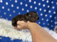 Akc Joco chocolate DNA OFA , a male Pekingese for sale in Canton, OH – 2 of 5