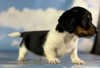 Akc Rolex LH PRA Chic parents , a male Miniature Dachshund for sale in East Sparta, OH – 4 of 5