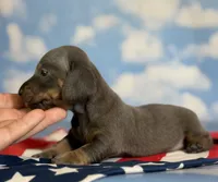Akc Primrose SH blue and tan DNA OFA , a female Miniature Dachshund for sale in Canton, OH – 4 of 7