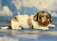 Vixen LH PRA clear OFA Chic parents, a female Miniature Dachshund for sale in East Sparta, OH – 4 of 7