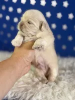 Akc jelly  chocolate covered cream DNA OFA , a male Pekingese for sale in Canton, OH – 3 of 5