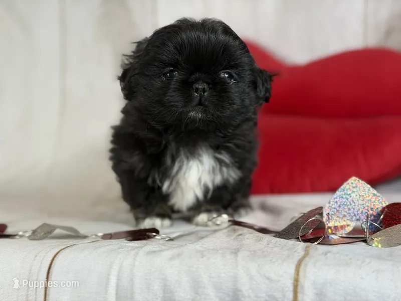 ACA Donner black and tan