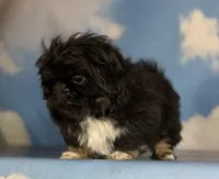 ACA Donner black and tan, a male Pekingese for sale in Canton, OH – Photo 8 of 8