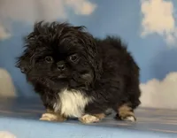 ACA Donner black and tan, a male Pekingese for sale in Canton, OH – Photo 1 of 8