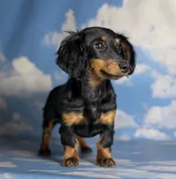 Quinn Akc LH tiny female , a female Miniature Dachshund for sale in Canton, OH – 3 of 3