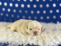 Akc jelly  chocolate covered cream DNA OFA , a male Pekingese for sale in Canton, OH – 4 of 5