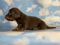 ACA Elliot LH PRA clear OFA Chic parents , a male Miniature Dachshund for sale in Canton, OH – 5 of 6