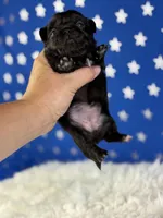 Akc Phoenix DNA OFA GC sired , a female Pekingese for sale in Canton, OH – 8 of 8